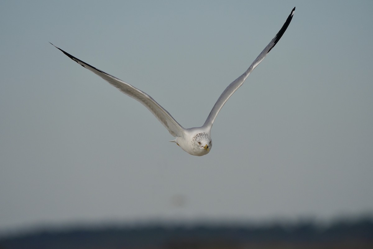 Ring-billed Gull - ML631569654