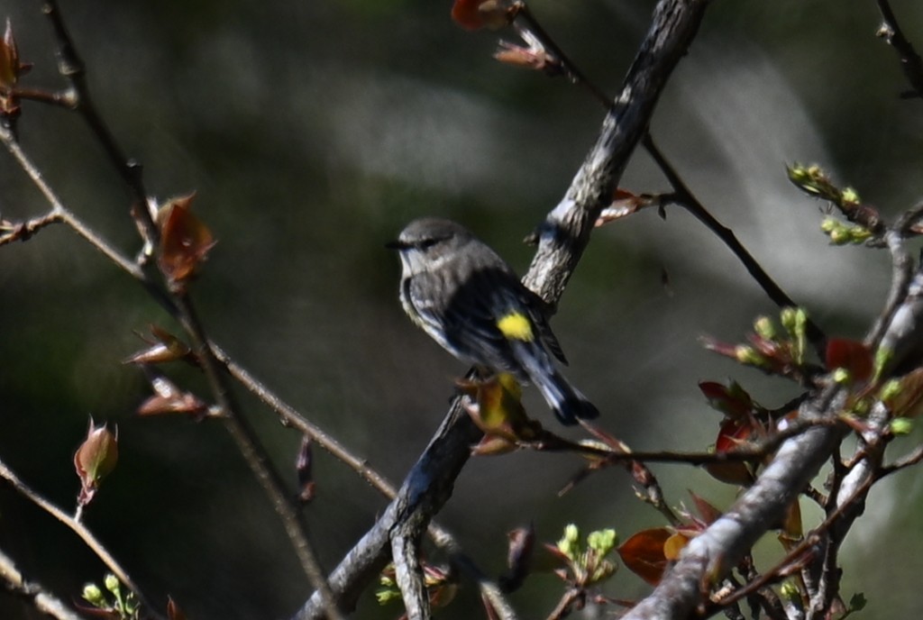 Yellow-rumped Warbler - ML631569661