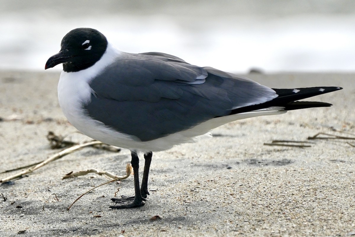 Laughing Gull - ML631569736