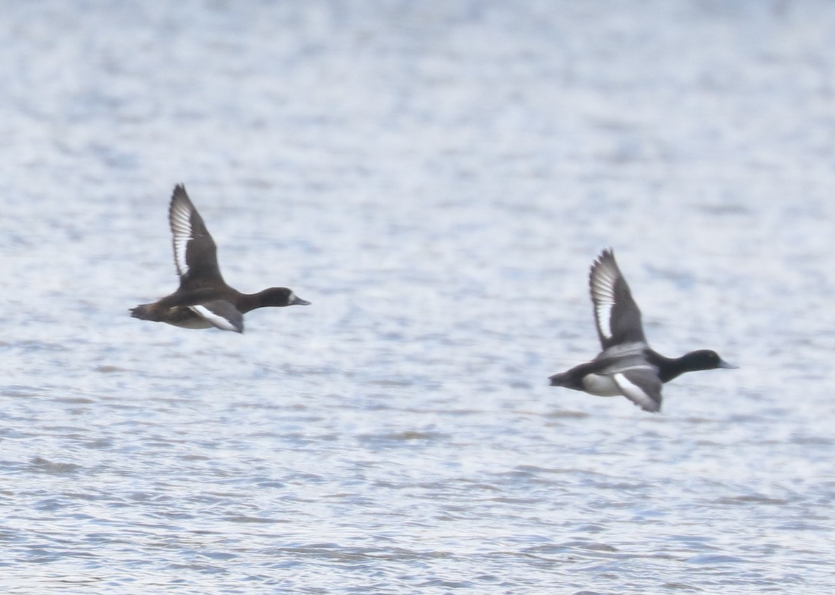 Greater Scaup - ML631569859