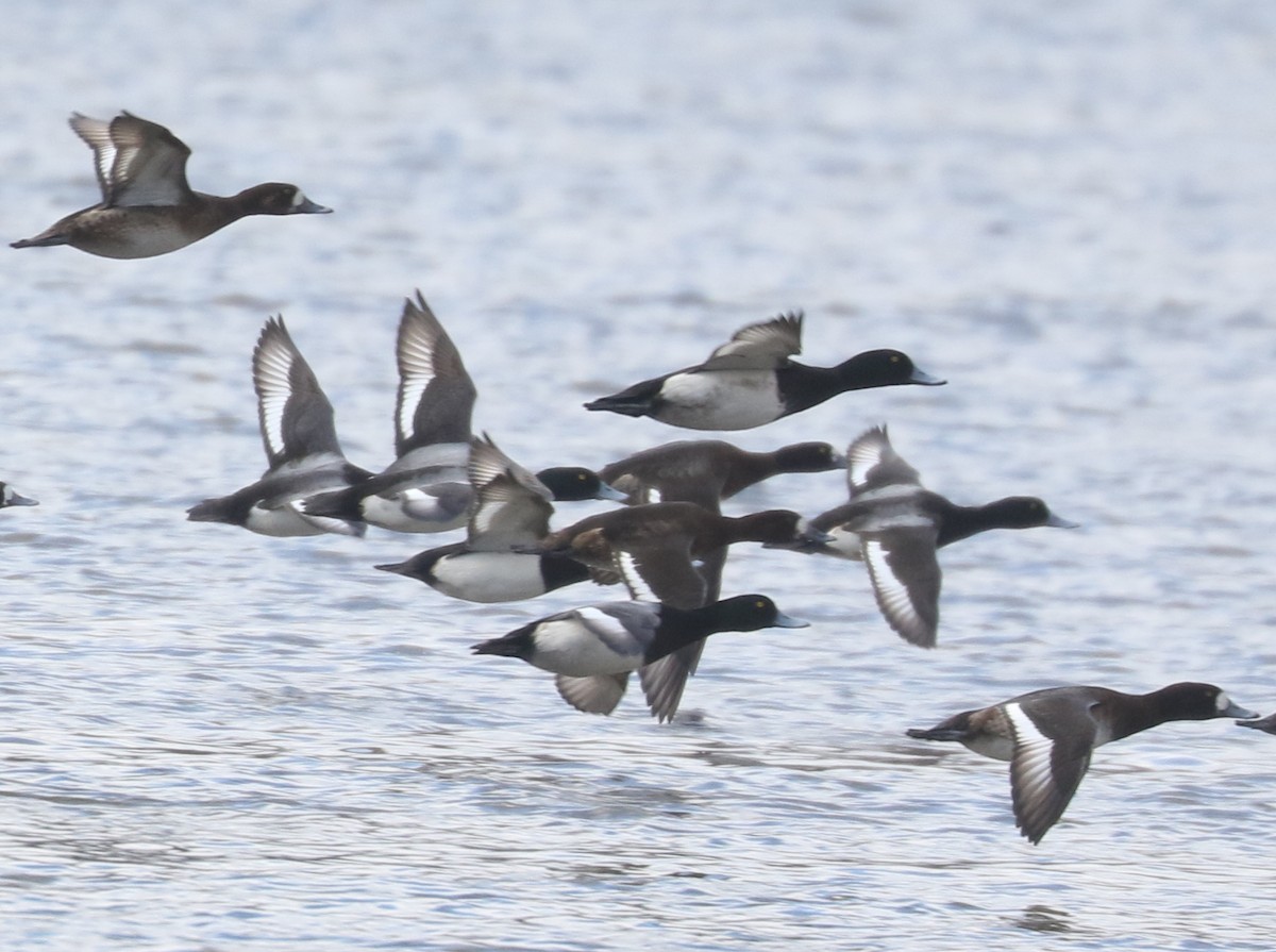 Greater Scaup - ML631569860
