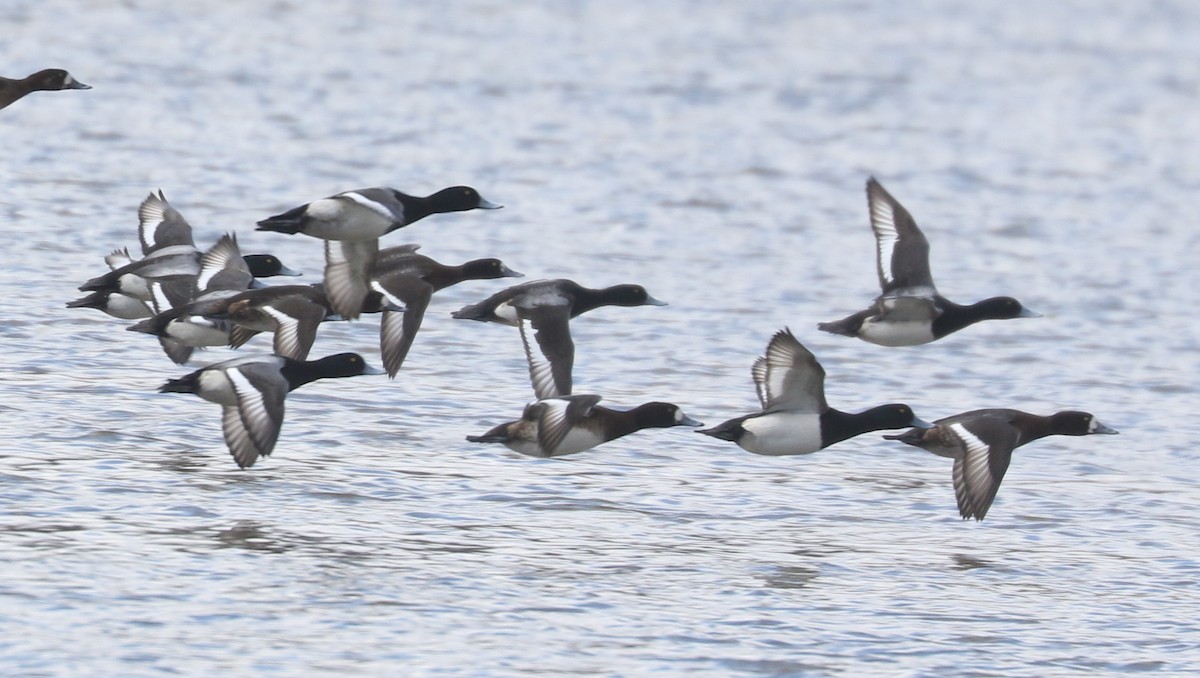 Greater Scaup - ML631569861