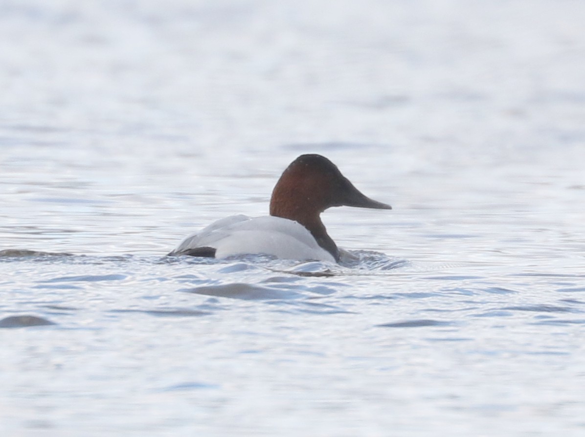 Canvasback - ML631569869
