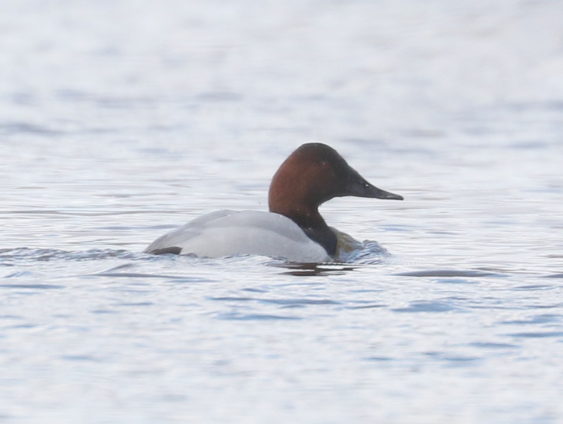 Canvasback - ML631569870