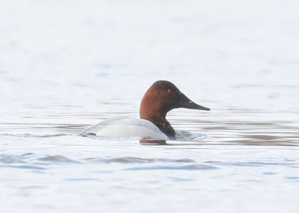 Canvasback - ML631569878