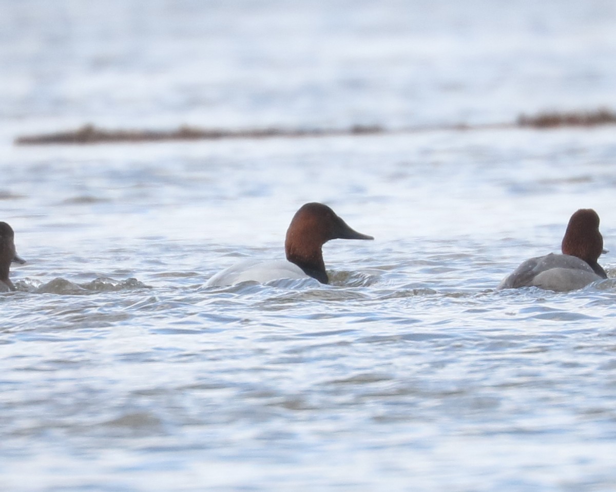 Canvasback - ML631569879