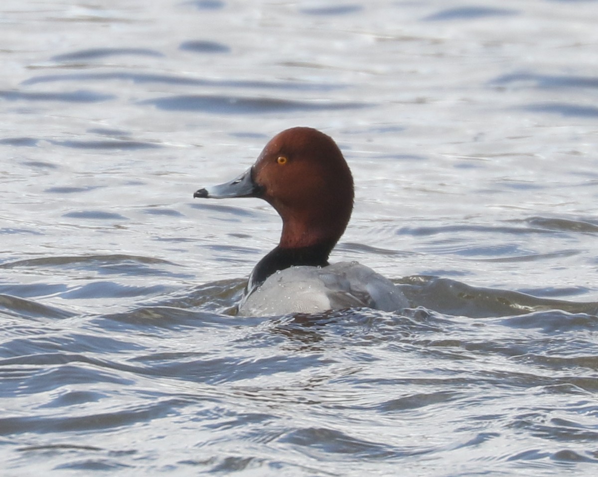 Redhead - ML631569880