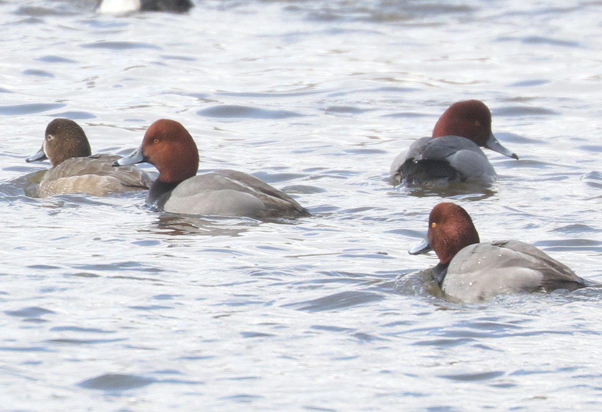 Redhead - ML631569891