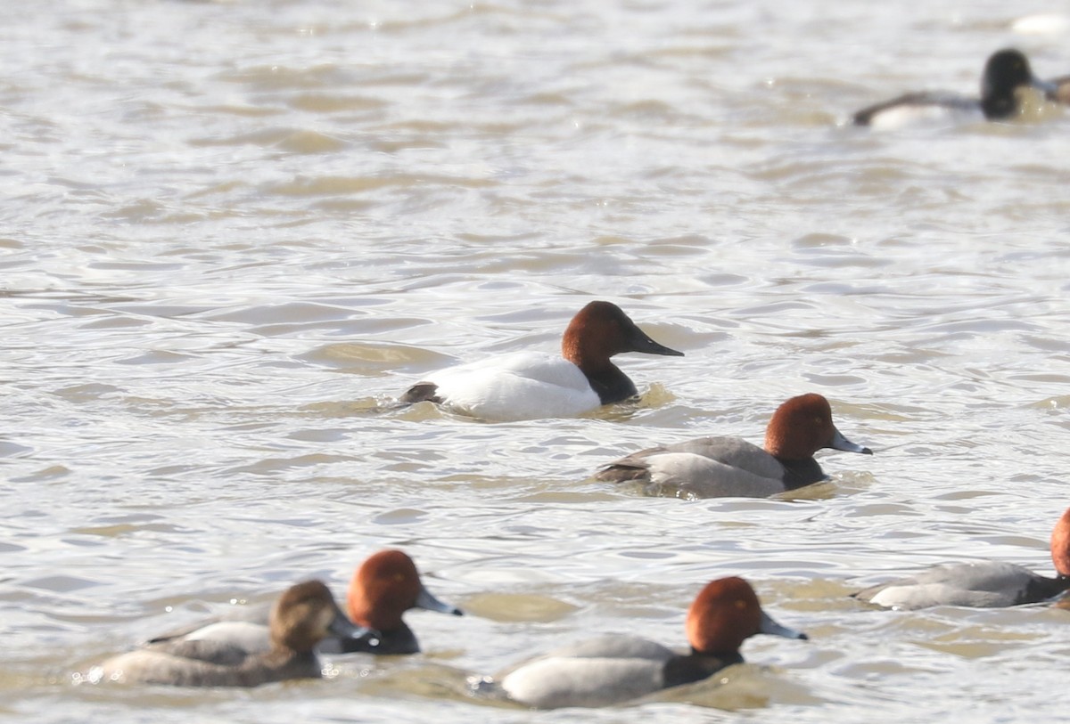 Canvasback - ML631569899