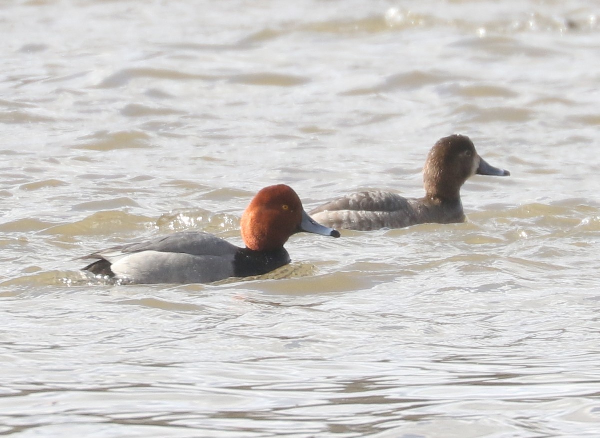 Redhead - ML631569904