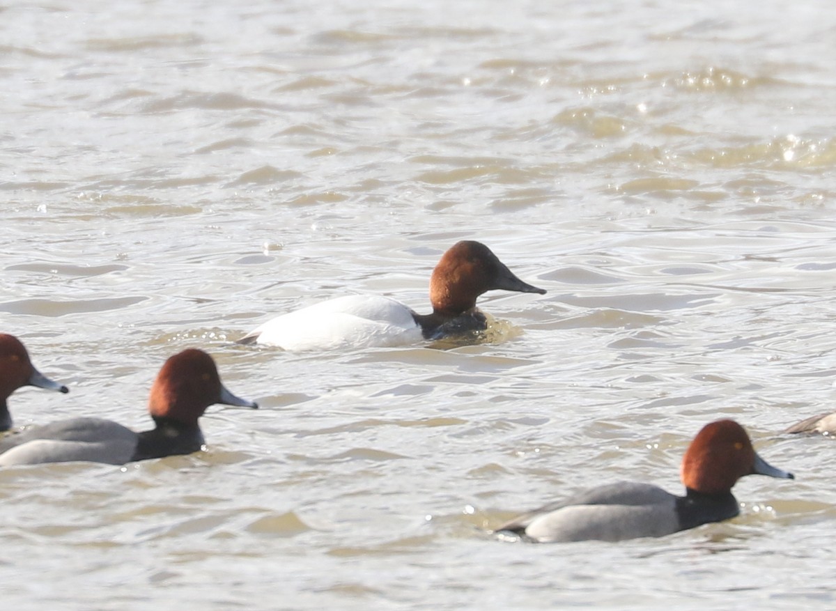 Canvasback - ML631569911