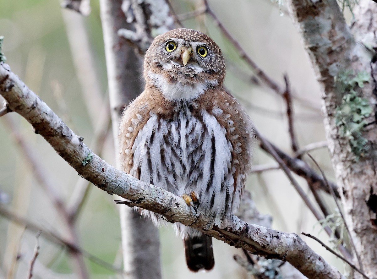Northern Pygmy-Owl - ML631569983