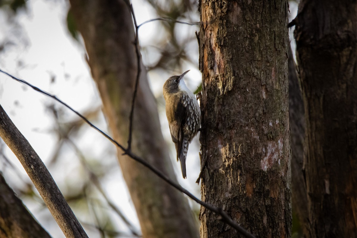 White-throated Treecreeper - ML631569988