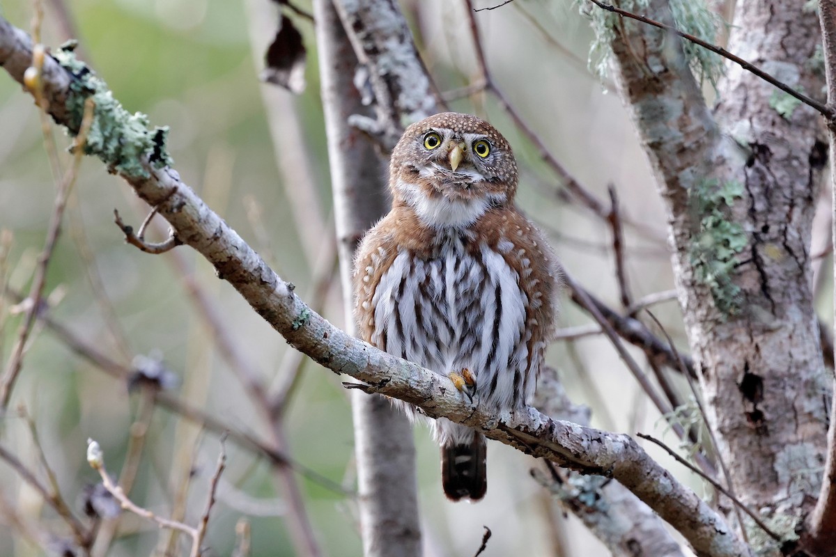 Northern Pygmy-Owl - ML631570007