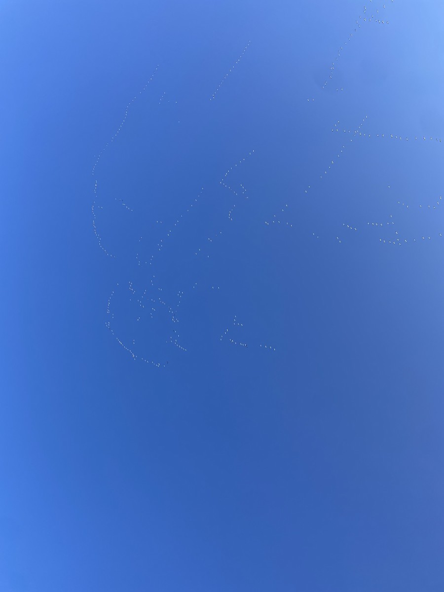 Snow Goose - ML631570016