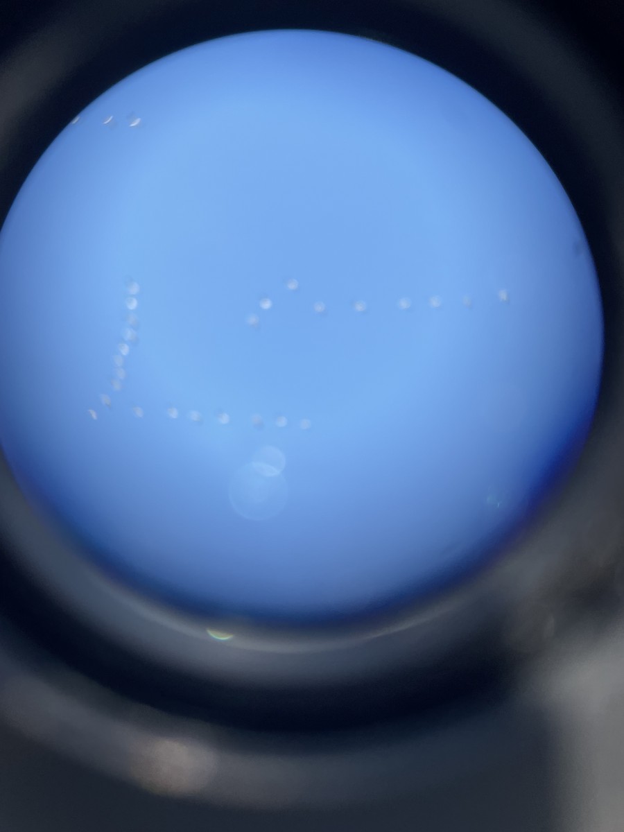 Snow Goose - ML631570018