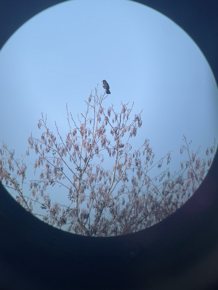 Red-winged Blackbird - ML631570033