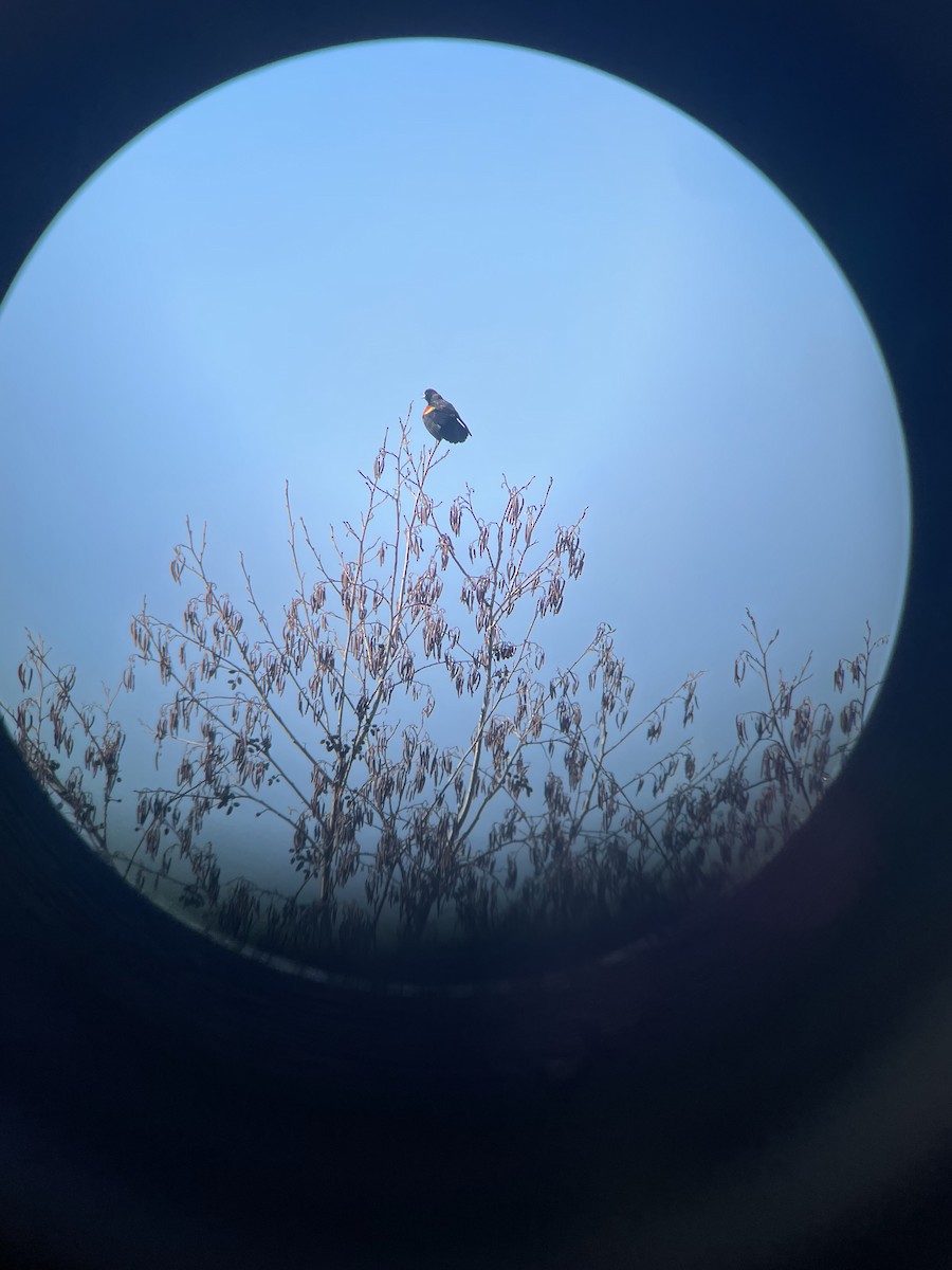 Red-winged Blackbird - ML631570034