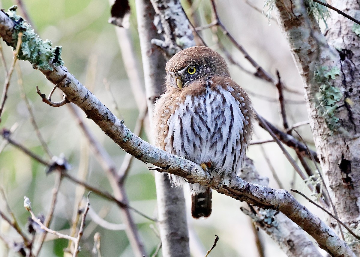 Northern Pygmy-Owl - ML631570039