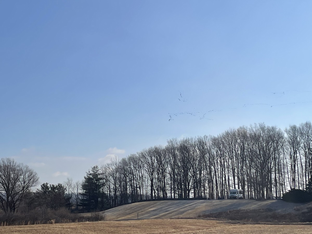 Snow Goose - ML631570052