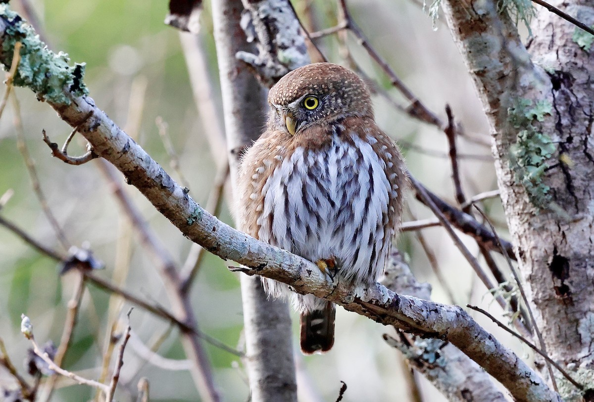 Northern Pygmy-Owl - ML631570073