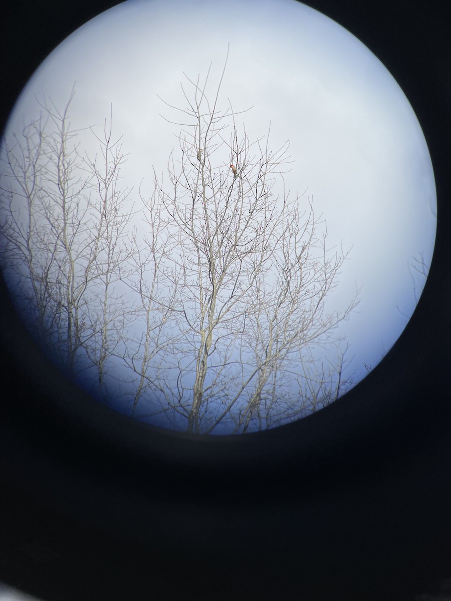 Red-bellied Woodpecker - ML631570113