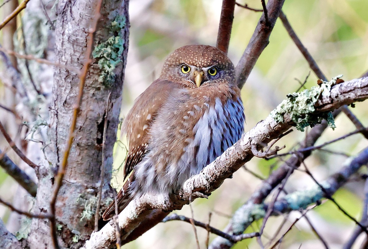 Northern Pygmy-Owl - ML631570116