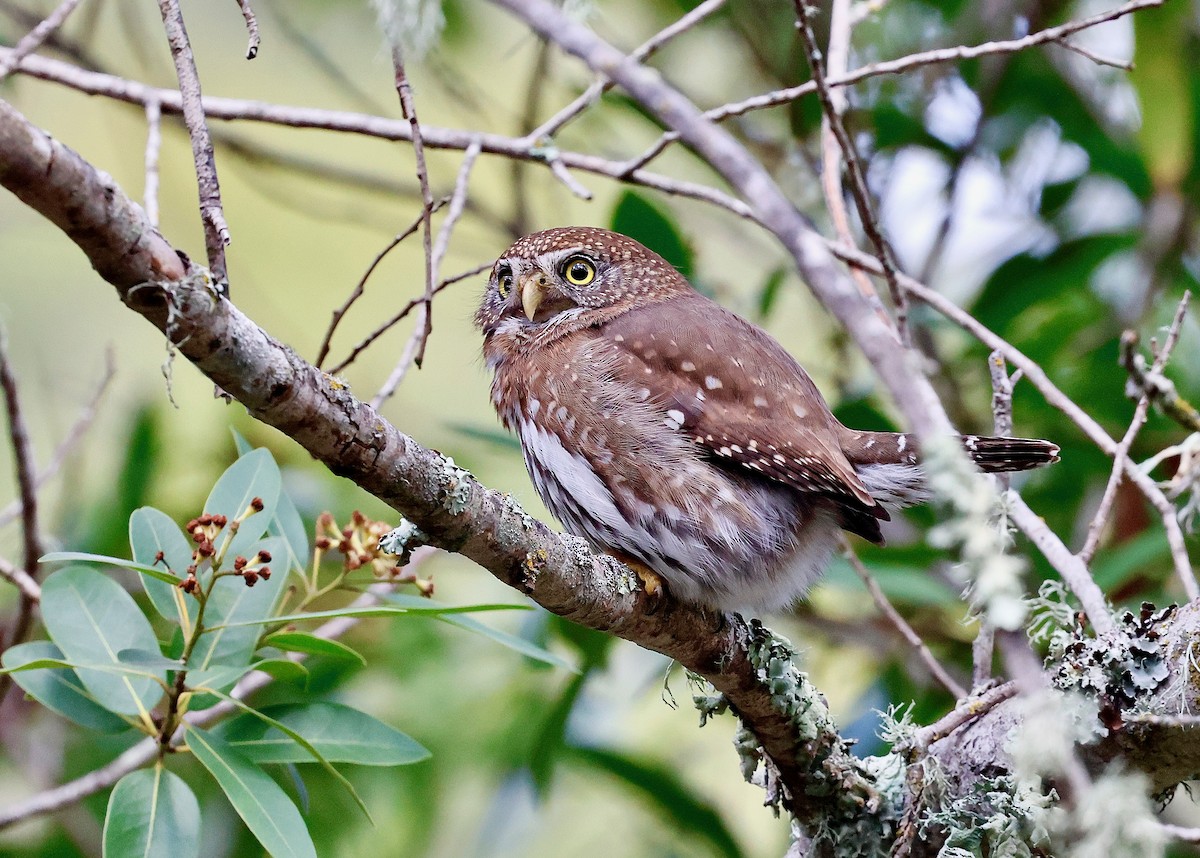 Northern Pygmy-Owl - ML631570139