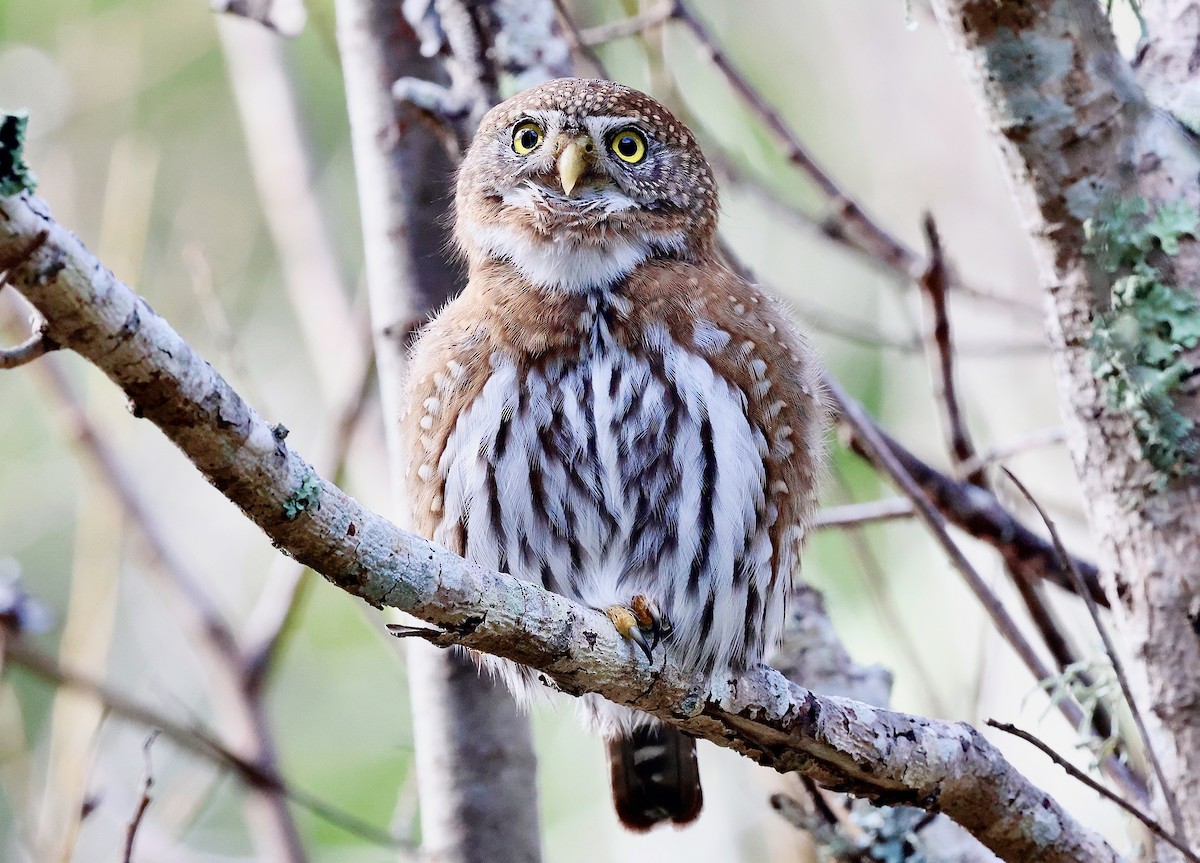 Northern Pygmy-Owl - ML631570182