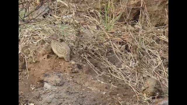 Rock Bush-Quail - ML631570193