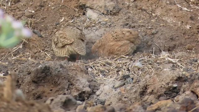 Rock Bush-Quail - ML631570201