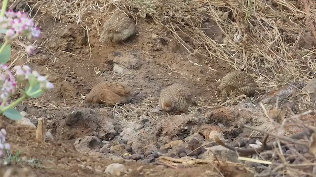 Rock Bush-Quail - ML631570203