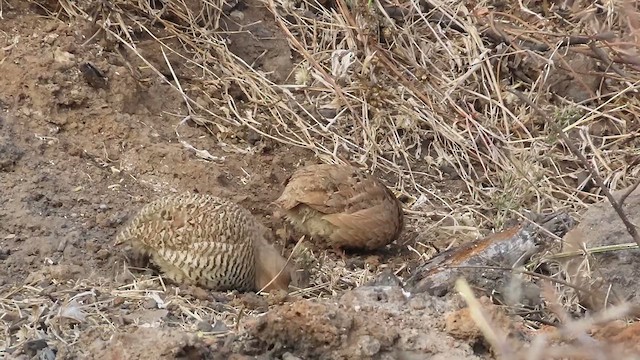 Rock Bush-Quail - ML631570210