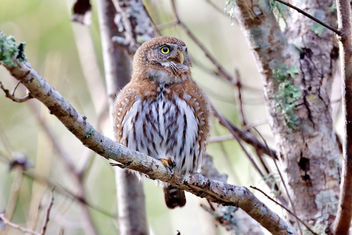 Northern Pygmy-Owl - ML631570219