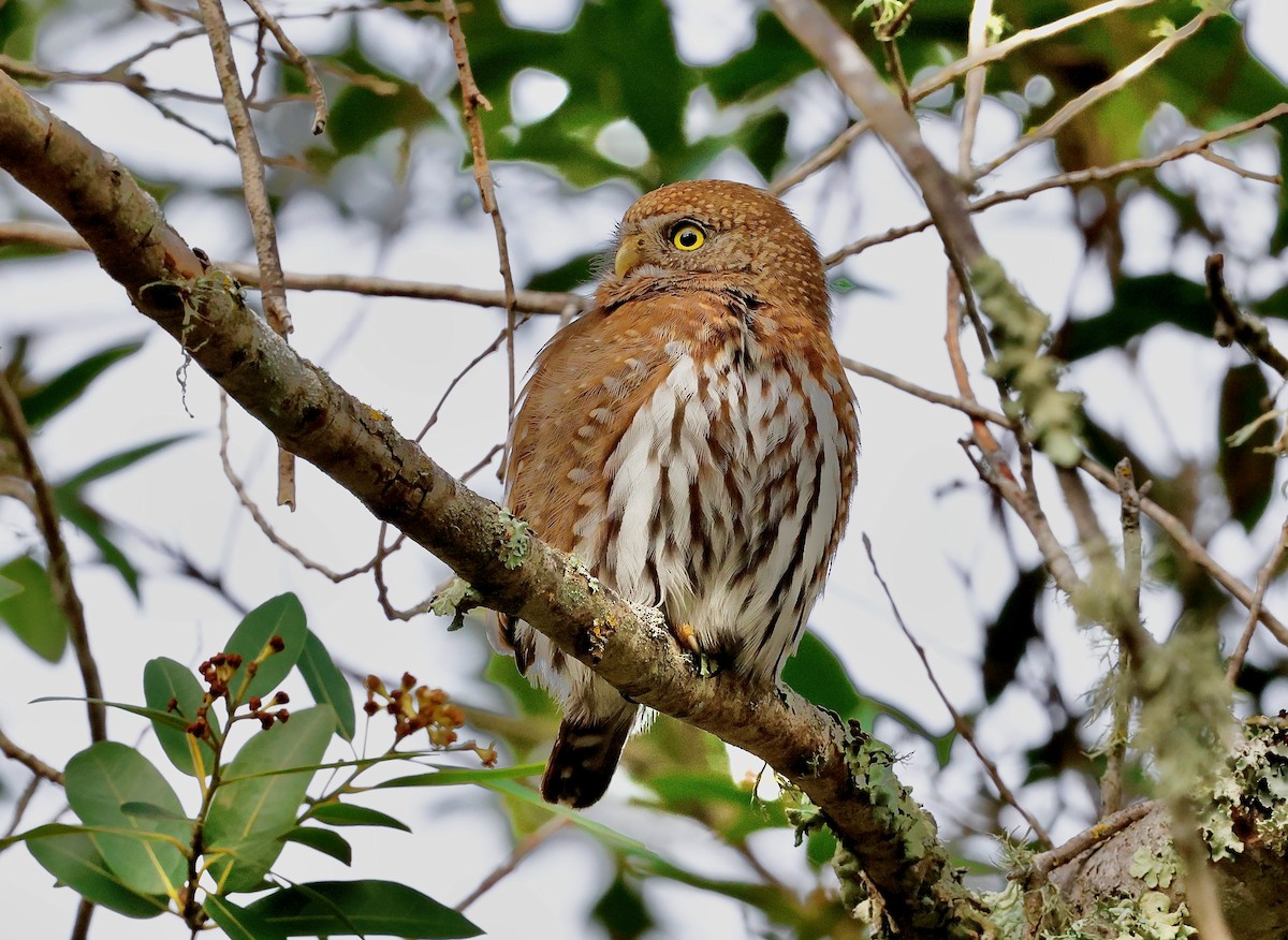 Northern Pygmy-Owl - ML631570335