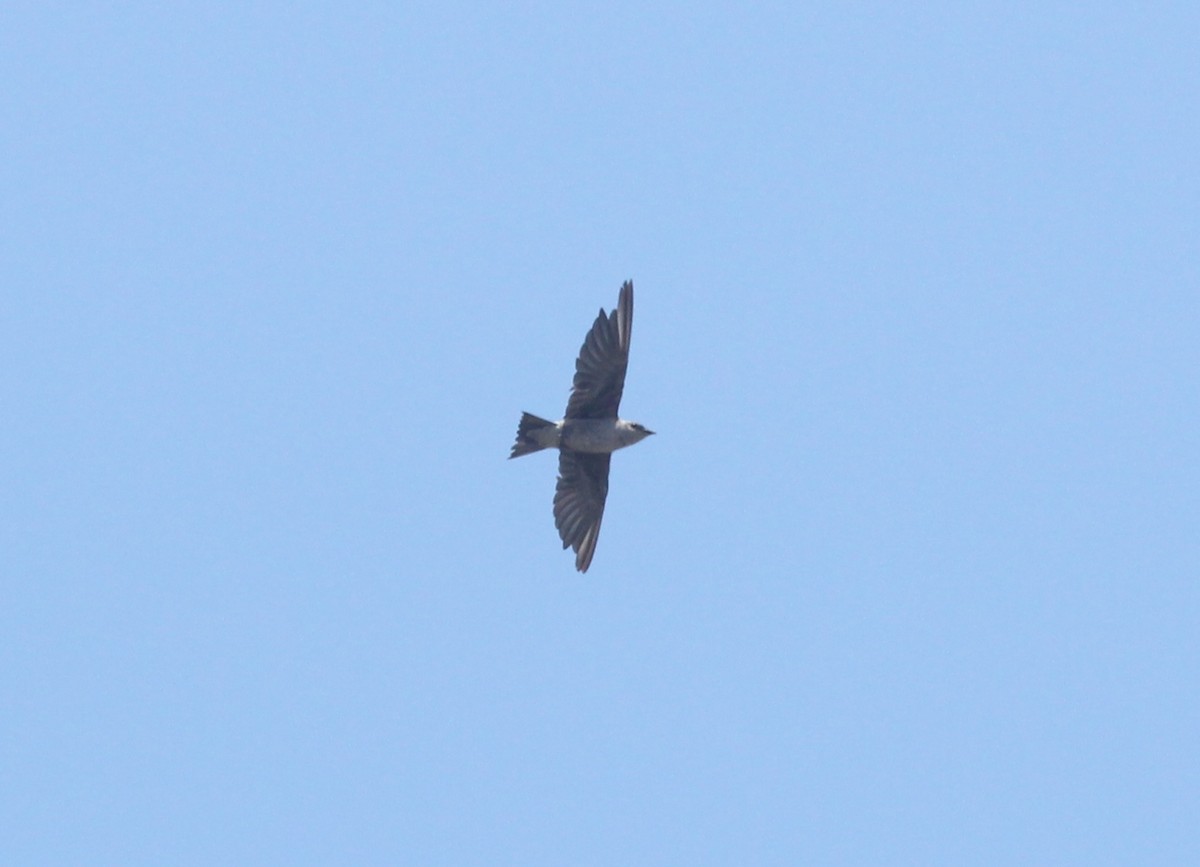 Peruvian Martin - ML631570353