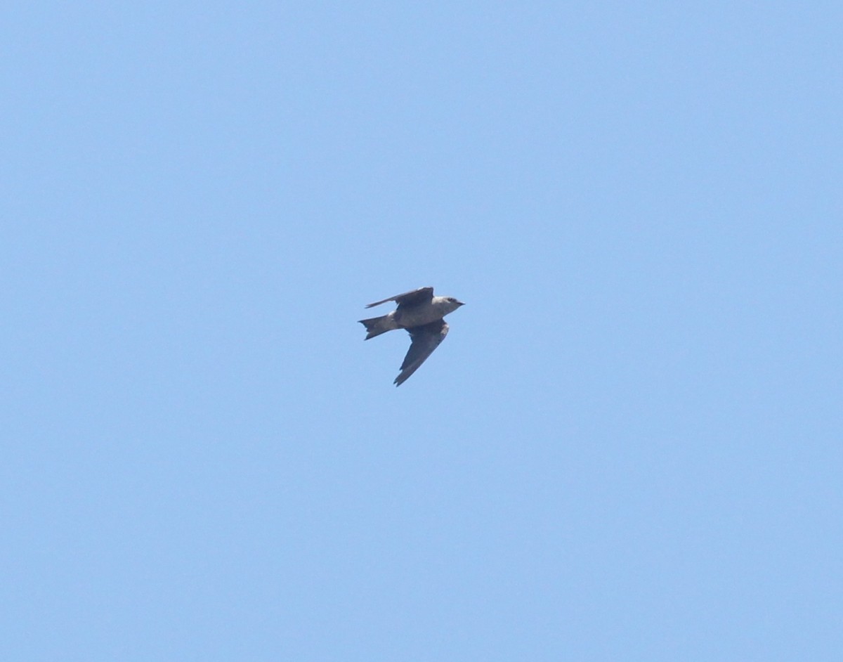 Peruvian Martin - ML631570396