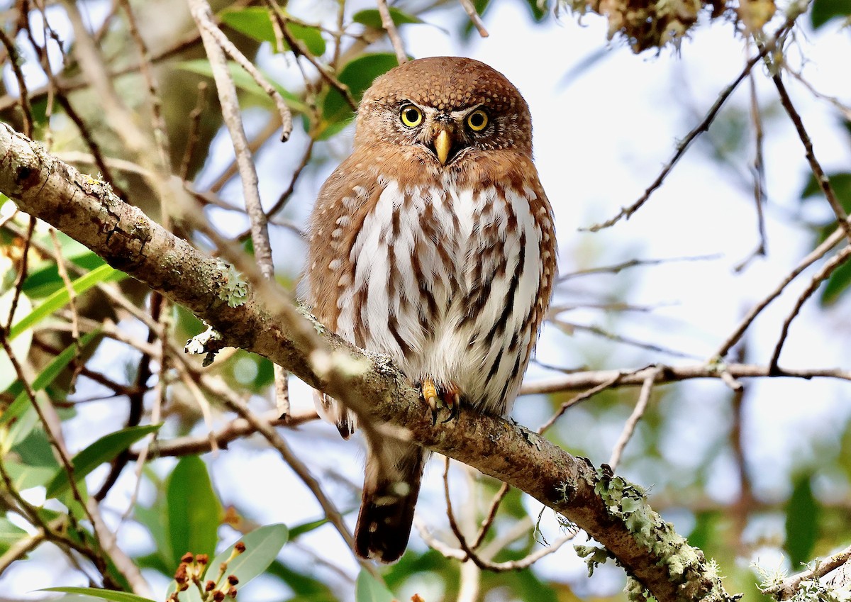 Northern Pygmy-Owl - ML631570419