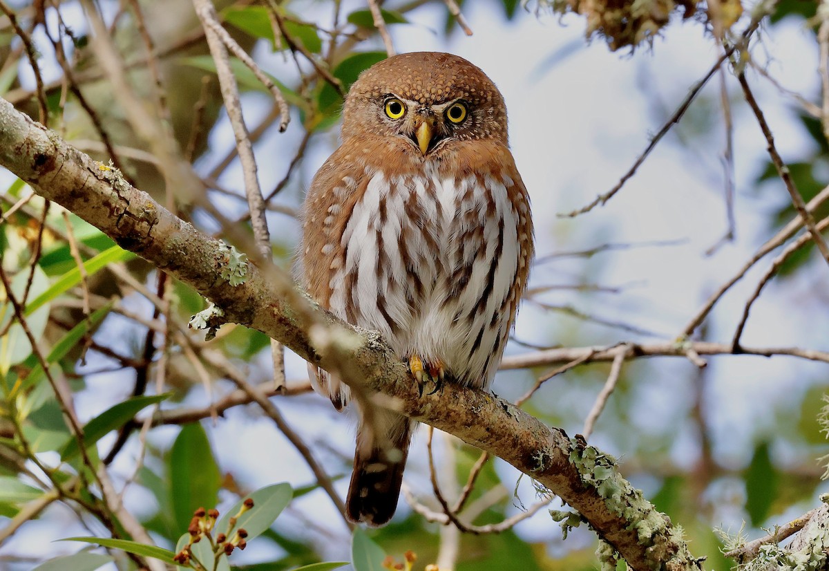 Northern Pygmy-Owl - ML631570456