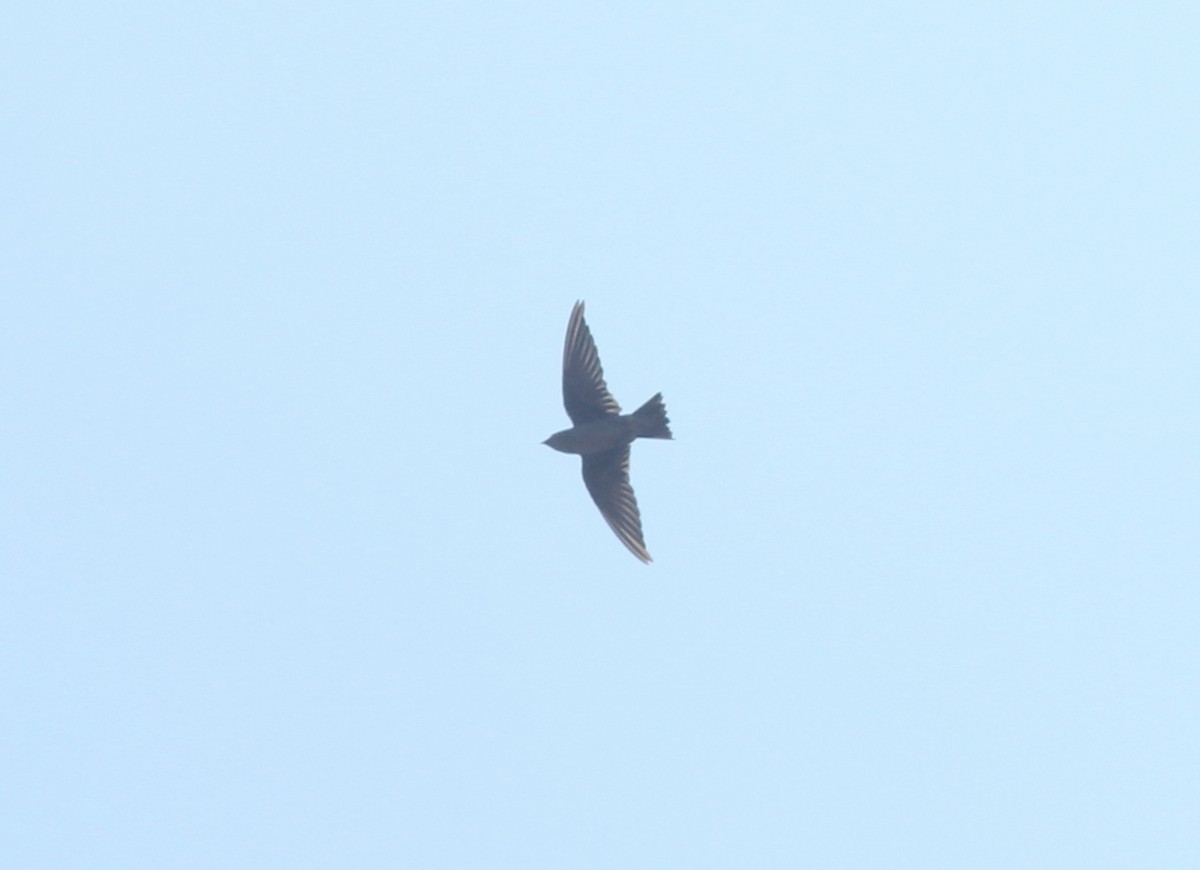Peruvian Martin - ML631570462