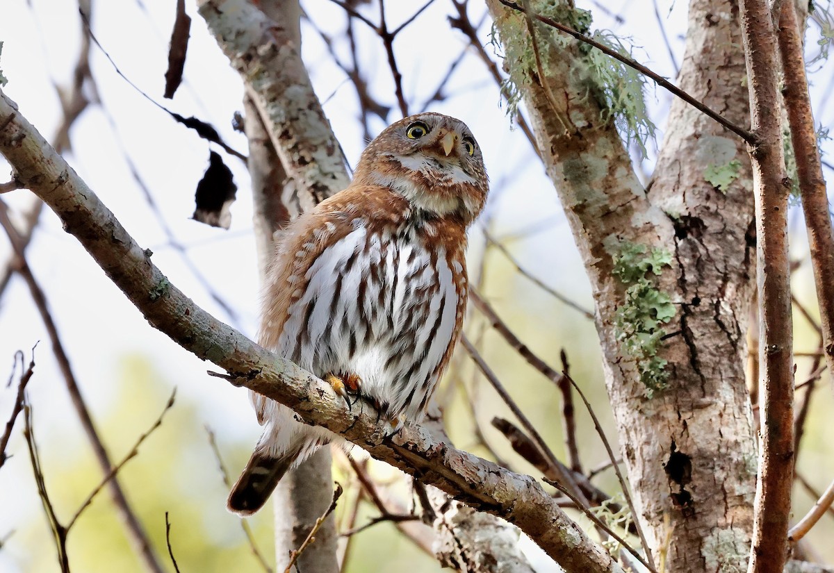 Northern Pygmy-Owl - ML631570546