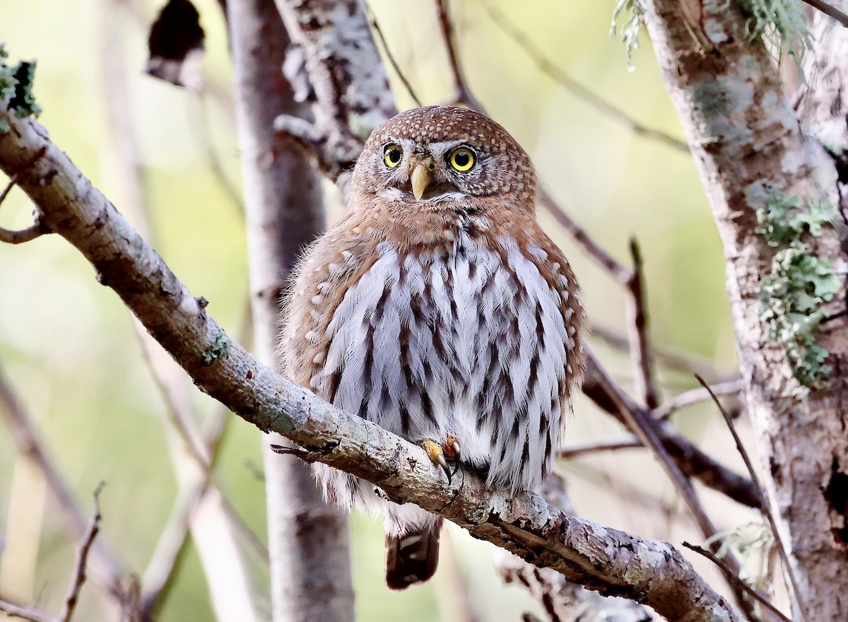Northern Pygmy-Owl - ML631570565