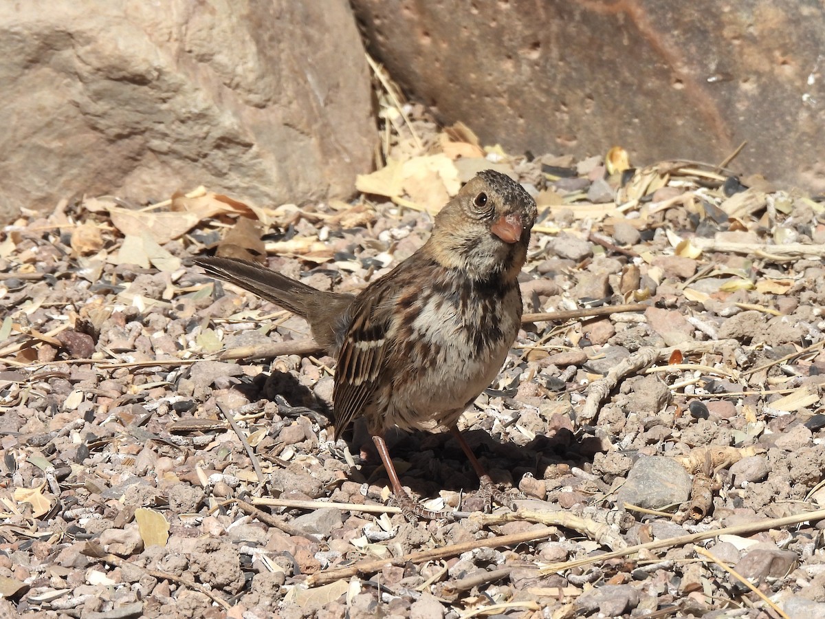 Harris's Sparrow - ML631570577