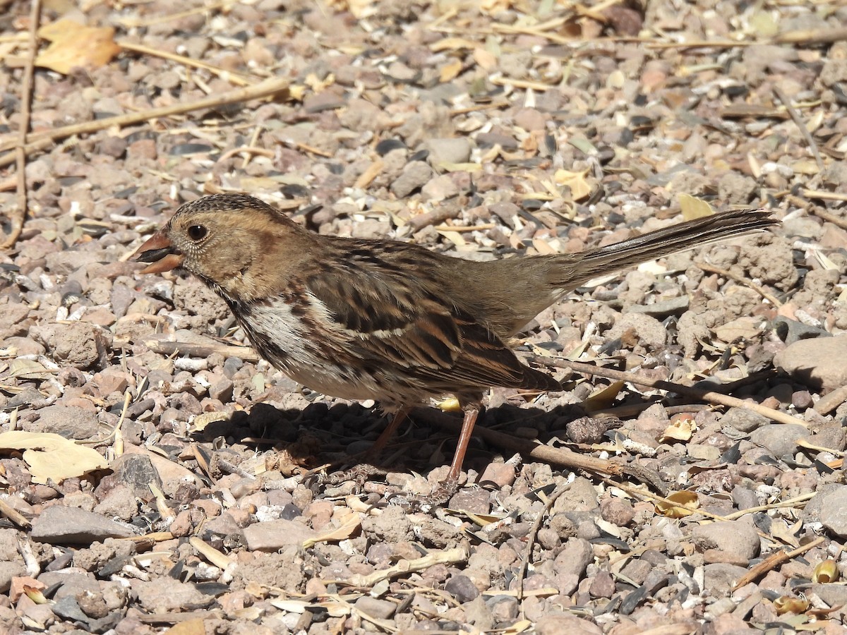 Harris's Sparrow - ML631570578