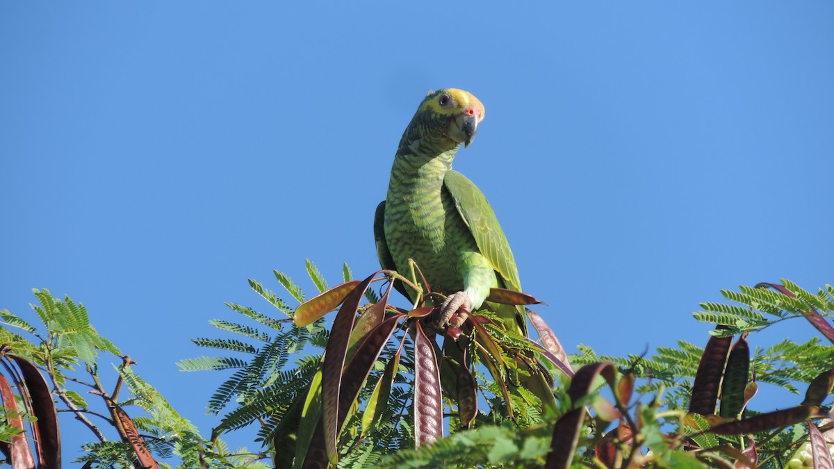 Yellow-faced Parrot - ML631571046