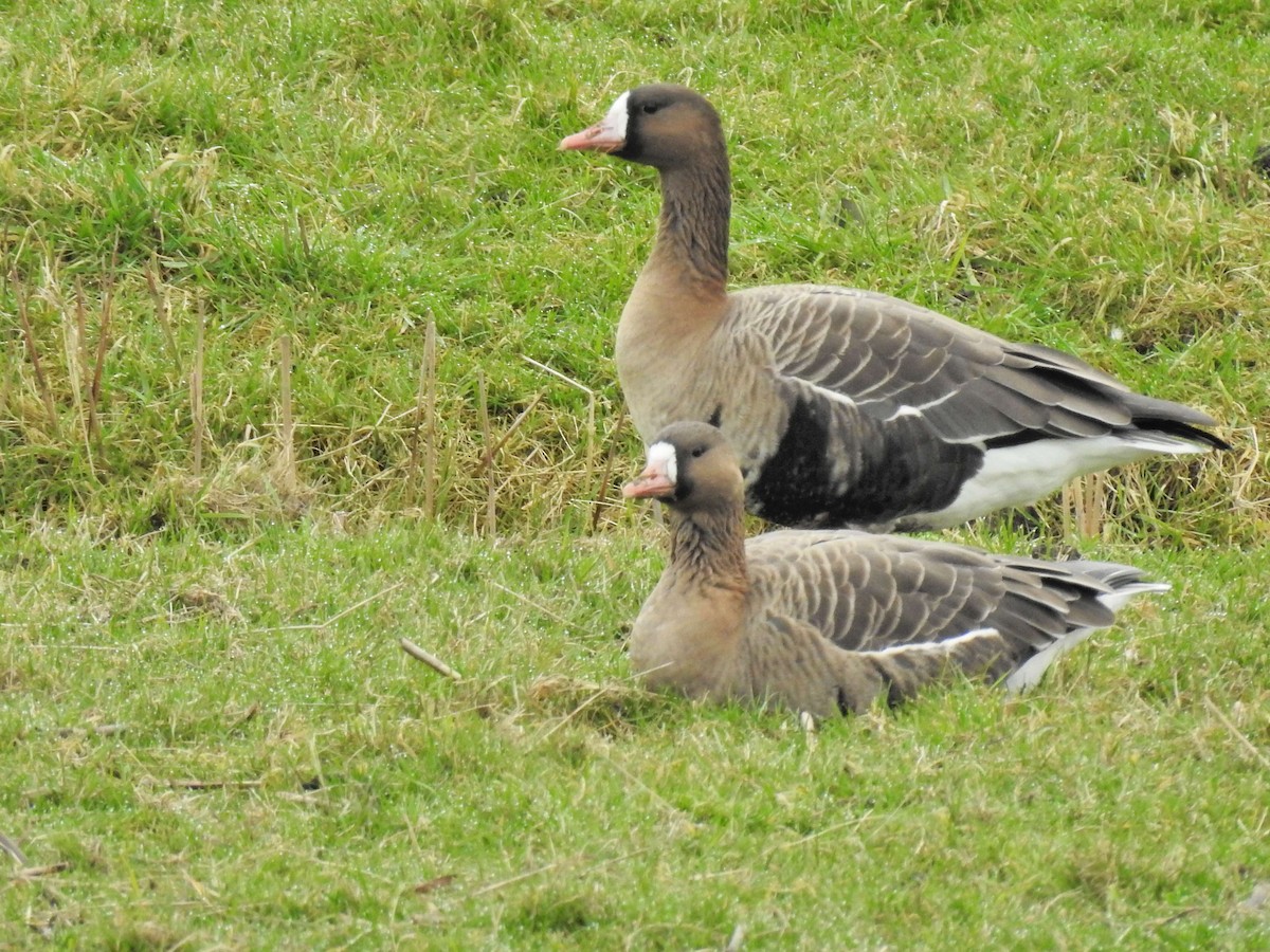 Greater White-fronted Goose - ML631571384