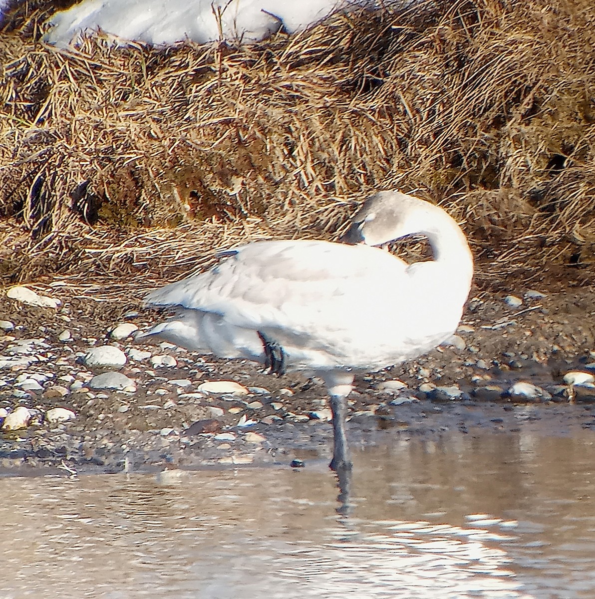 Cigno minore - ML631571461