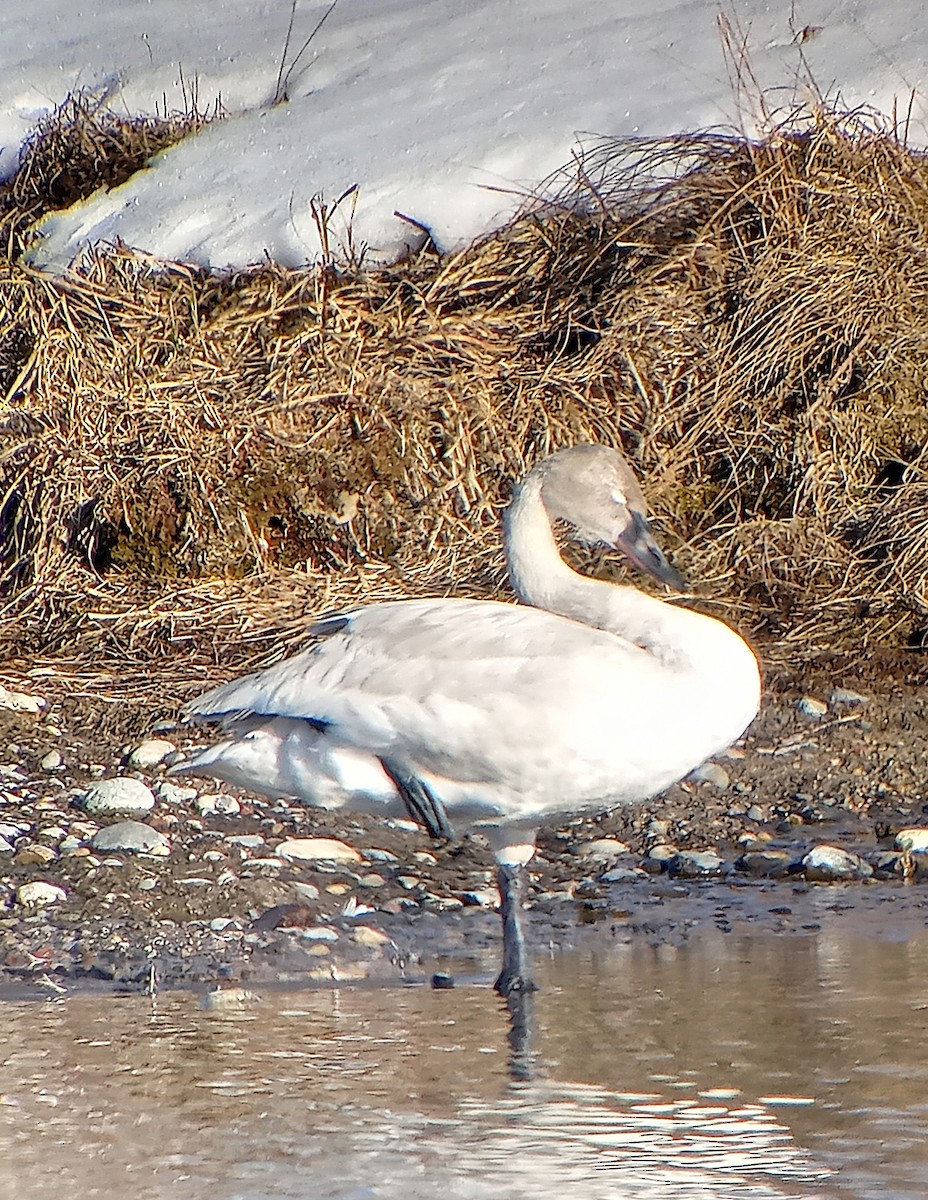 Cigno minore - ML631571462