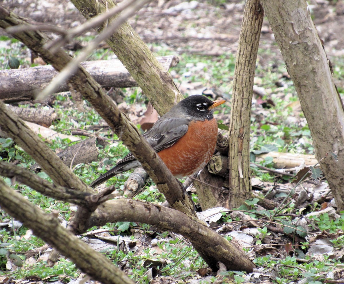 American Robin - ML631571809