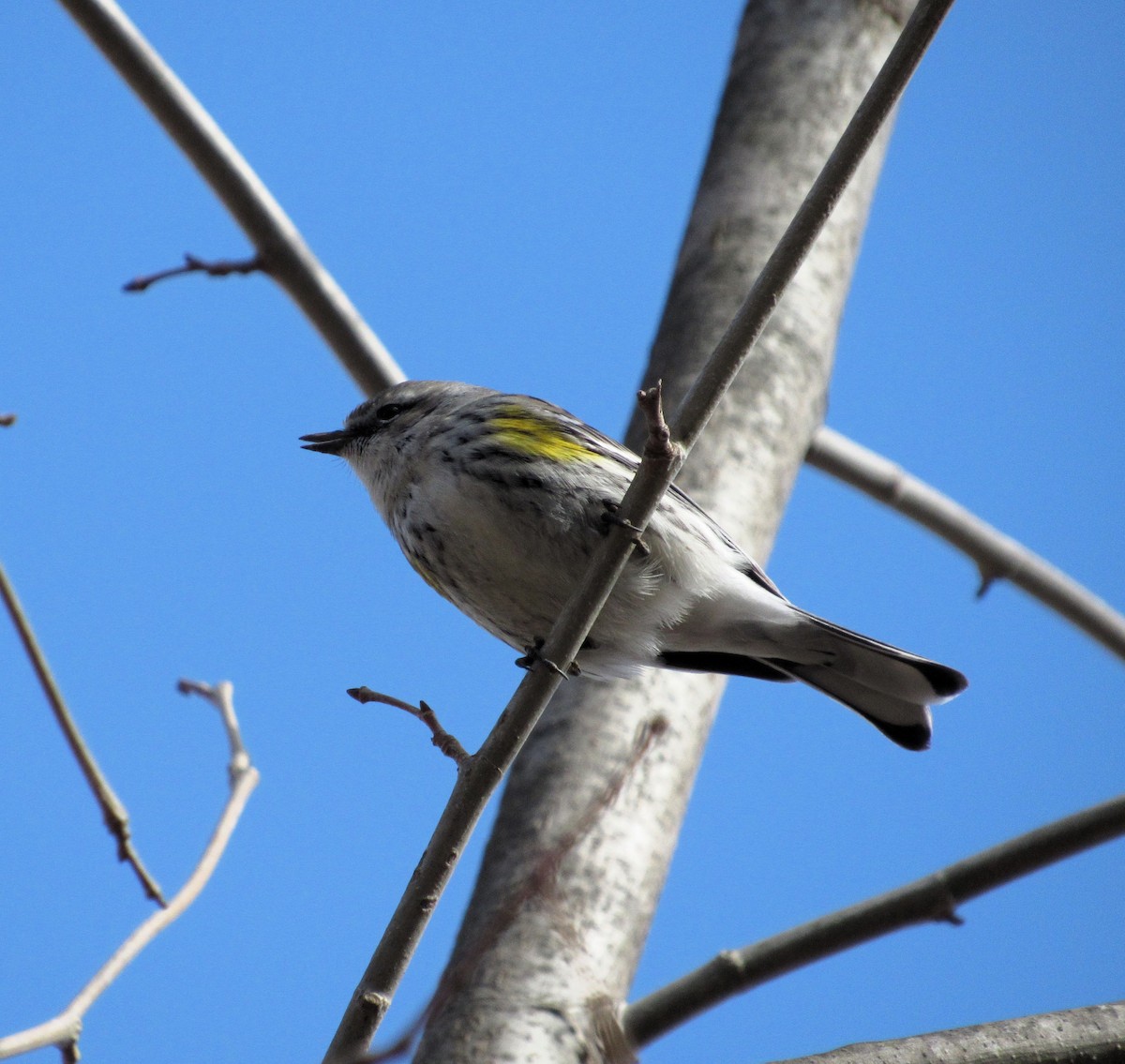 Yellow-rumped Warbler - ML631571812